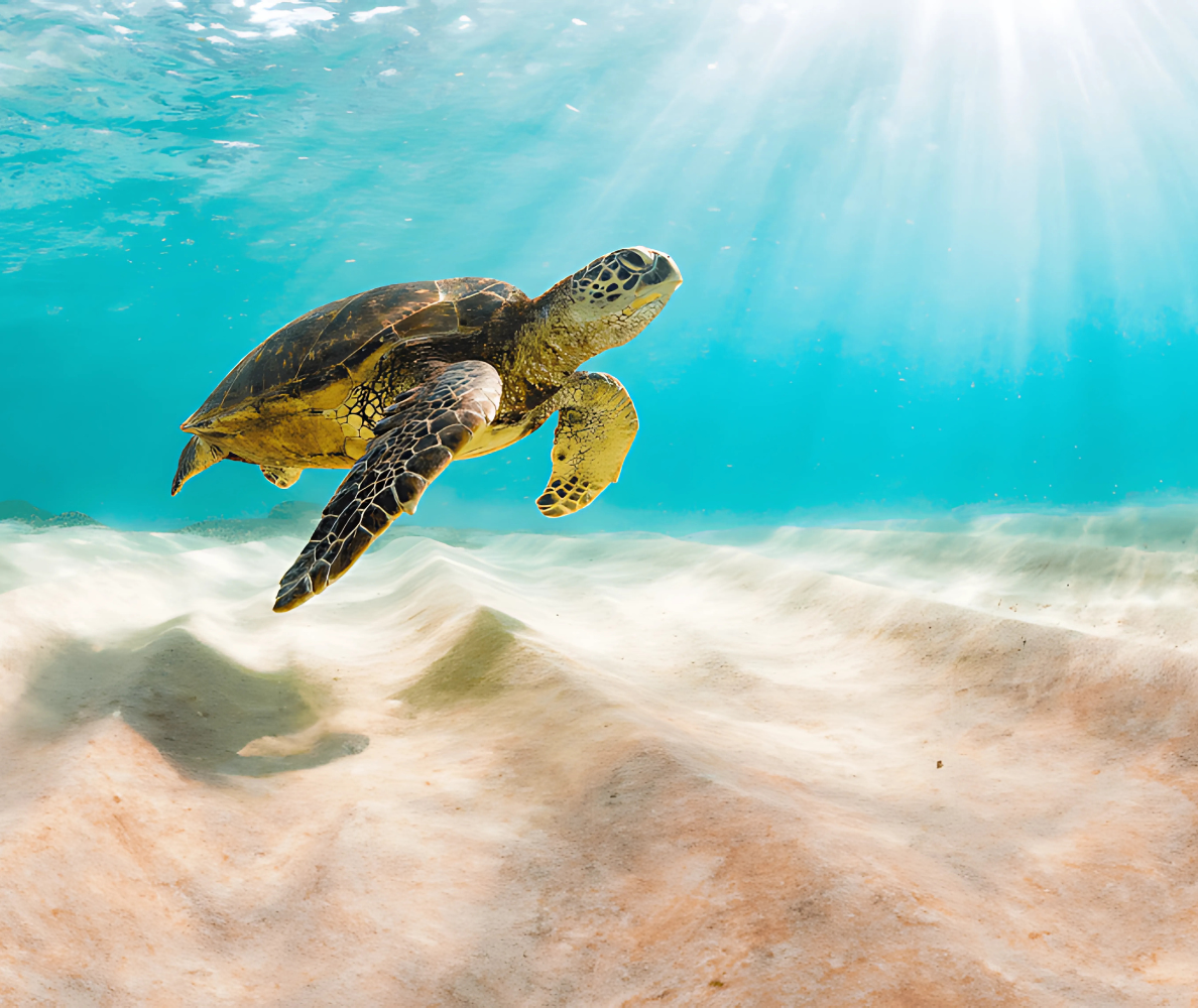 Sea turtle swimming in the ocean